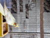 Lutino cocataile tame size baby